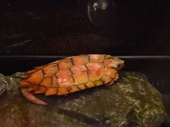 -上海海洋水族馆