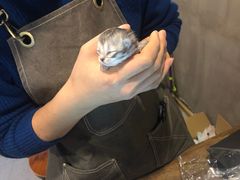 -松果猫咖(桐乡吾悦金街店)