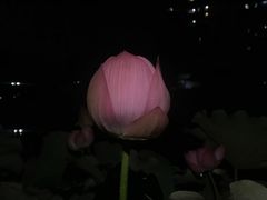 -陈家山荷花公园