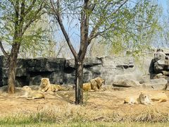 -北京野生动物园