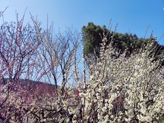 -香雪海