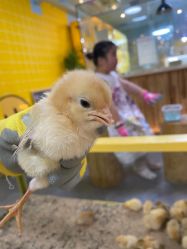 -神奇动物撸宠馆·羊驼·小浣熊·异宠(豫园店)