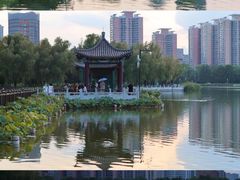 -莲花池公园