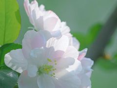 -海棠花溪(元大都城垣遗址公园)