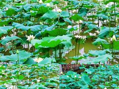 -广东紫坭糖厂(桥头路)