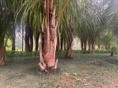 -中国科学院西双版纳热带植物园