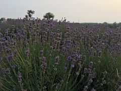-大塘金香草谷