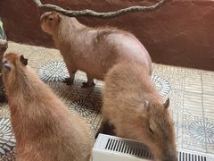-正佳雨林生态植物园