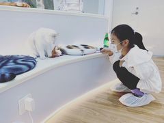 -COLOR PETS 撸猫馆·购猫·猫咖(长风大悦城店)