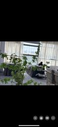 -AM半永久纹眉