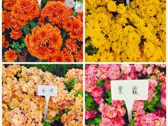 -菊花台公园