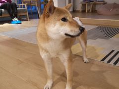 -南京Hallo宠物乐园·哈罗犬舍·柴犬繁育基地