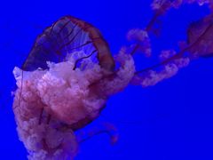 -瑞普利水族馆