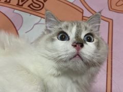 -PETKIT小佩宠物·低压洗护(国顺东路店)