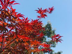 -广州市帽峰山景区