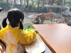 -上海野生动物园老虎餐厅