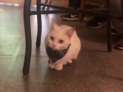 -猫色咖啡·猫咖