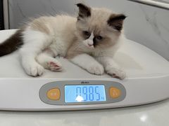 -伟伟宠物医院·CT影像中心·瑞派犬猫综合性门诊(汉口总院)