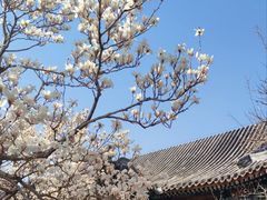 -颐和园