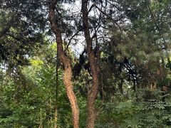 -铁山坪森林公园