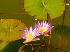 -国家植物园南园