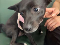-顺强宠物诊所·狂犬免疫·夜诊·骨科(嘉定店)