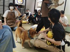 -逗柴咖啡屋·狗咖猫咖宠物桌游