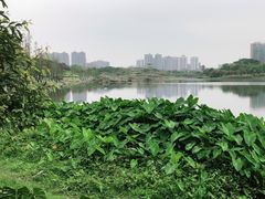 -飞来湖湿地公园