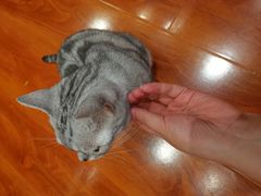 -猫小院猫主题咖啡厅(北锣店)