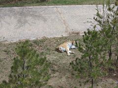 -青藏高原野生动物园