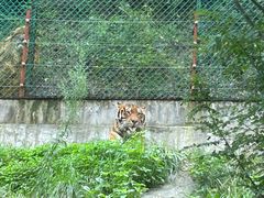 -栾川竹海野生动物园