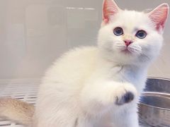 -lincat·猫舍(广州店)