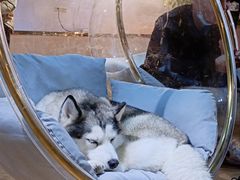 -Husky Go! 哈士奇体验馆·宠物咖啡厅狗咖