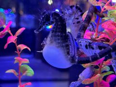 -海合安青岛极地海洋公园