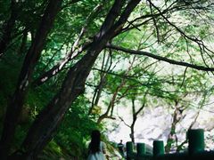 -少华山国家森林公园