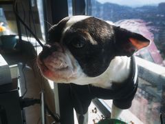 -猫狗日记·自助洗护·宠物寄养·售卖