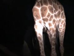 -清迈夜间动物园