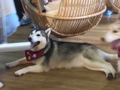 -Husky Go! 哈士奇体验馆·宠物咖啡厅狗咖