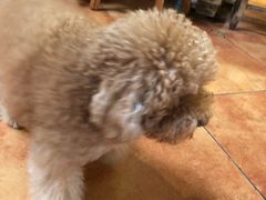 -more than meow吴止猫主题餐厅(承德 中船汇店)