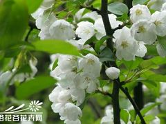 -八达岭长城
