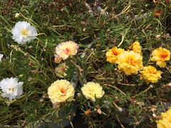 -乐山大佛风景名胜区乌尤寺南门-售票点