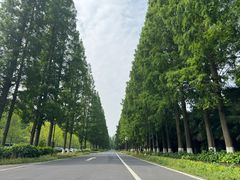 -黄海国家森林公园