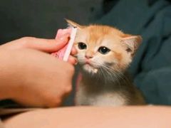 -御宝贝·A梦猫科宠物医院(国际猫友好医院)