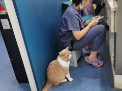 -伟伟宠物医院·CT影像中心·瑞派犬猫综合性门诊(汉口总院)