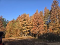 -青龙山国家森林公园