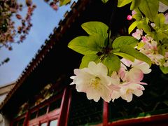 -海棠花溪(元大都城垣遗址公园)