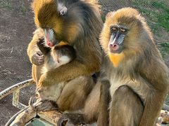 -西霞口神雕山野生动物世界