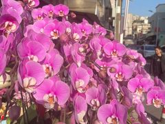 -溪岸路花鸟市场