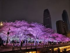 -西北湖绿化广场