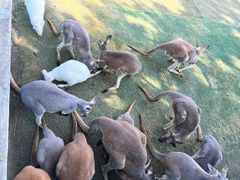 -西霞口神雕山野生动物世界